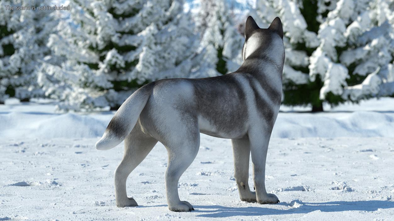 3D Siberian Husky Gray and White Rigged