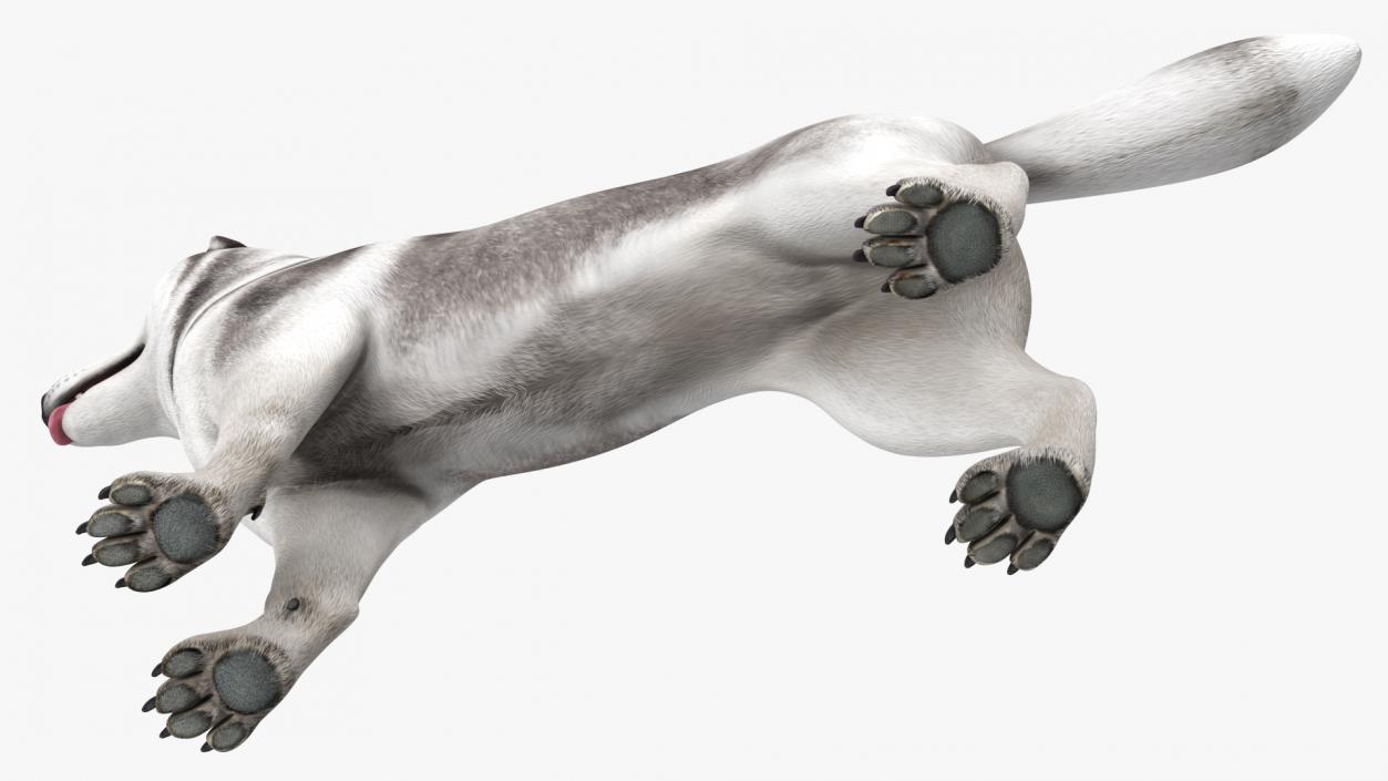 3D Siberian Husky Gray and White Rigged