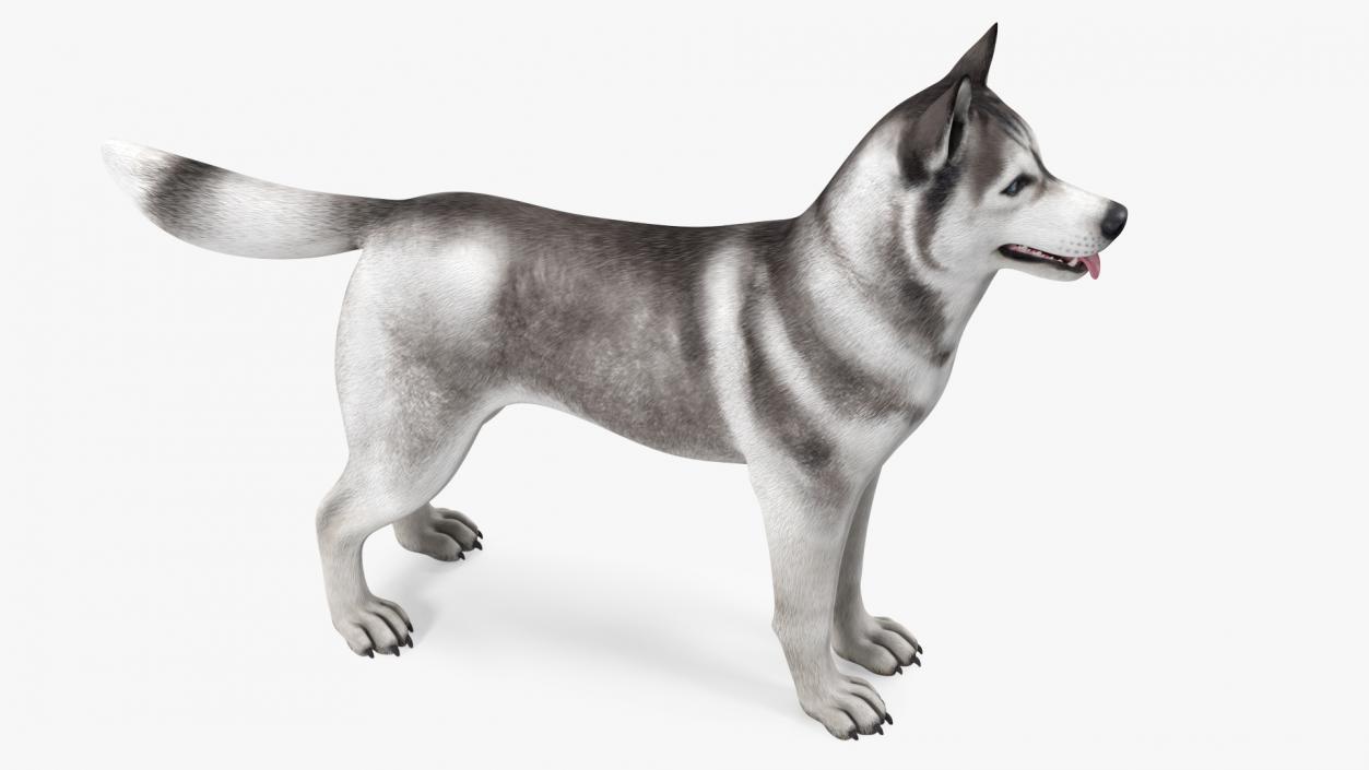 3D Siberian Husky Gray and White Rigged