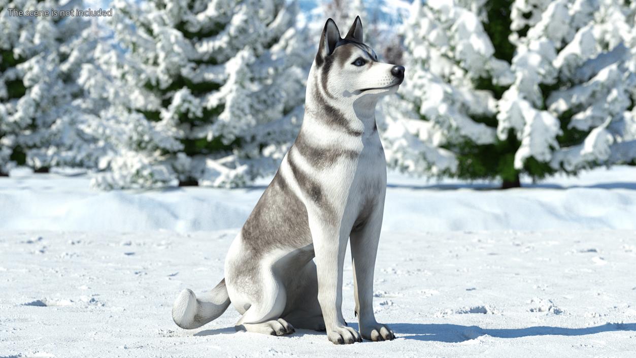 3D Siberian Husky Gray and White Rigged