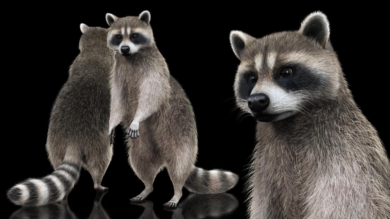 3D model Raccoon Standing Pose Fur