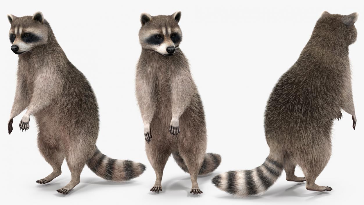 3D model Raccoon Standing Pose Fur