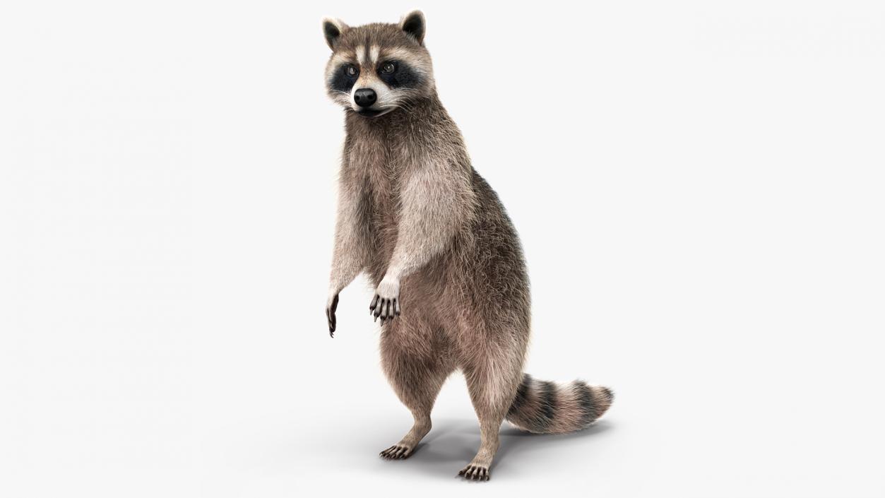 3D model Raccoon Standing Pose Fur