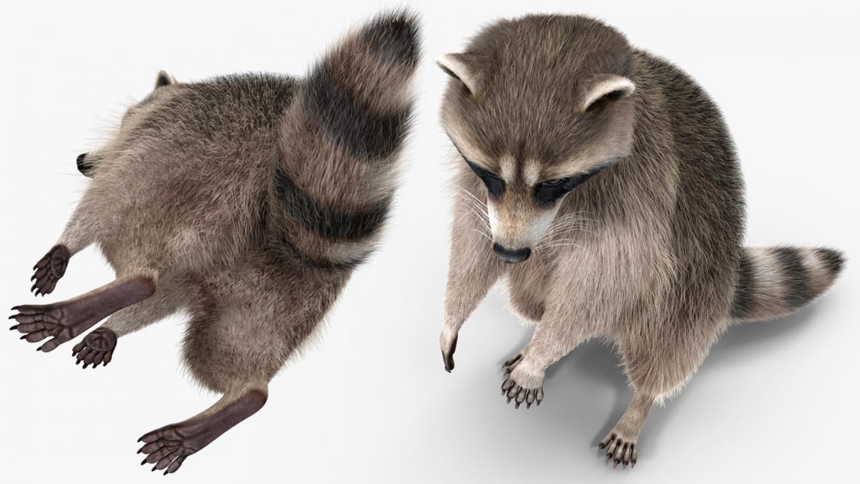 3D model Raccoon Standing Pose Fur