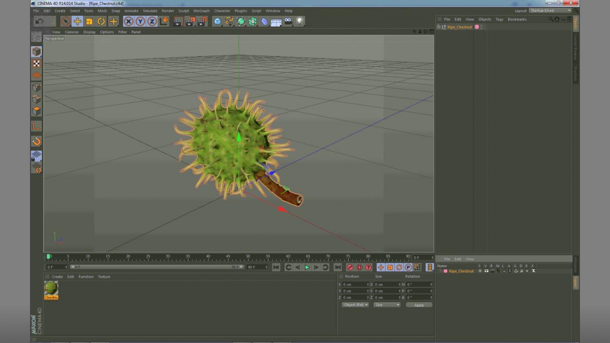 3D Ripe Chestnut model