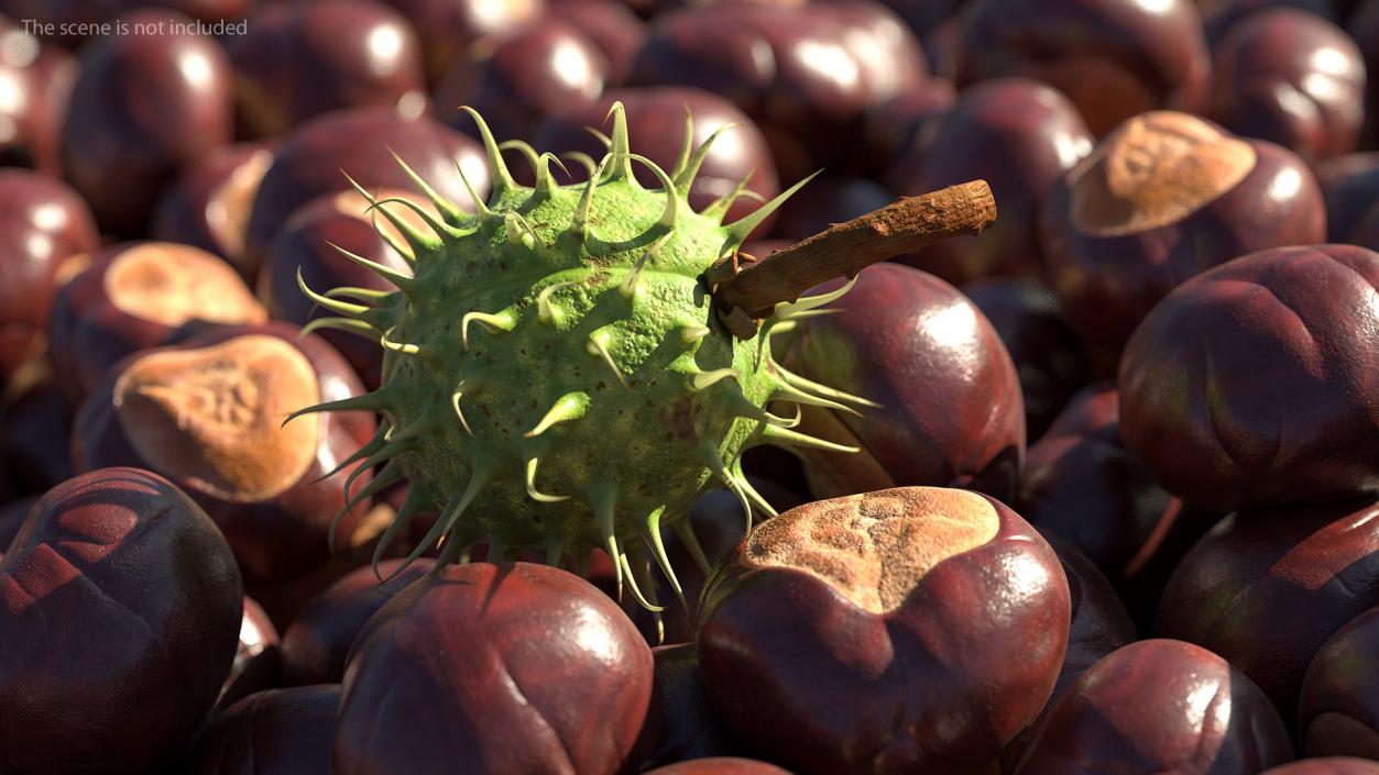 3D Ripe Chestnut model