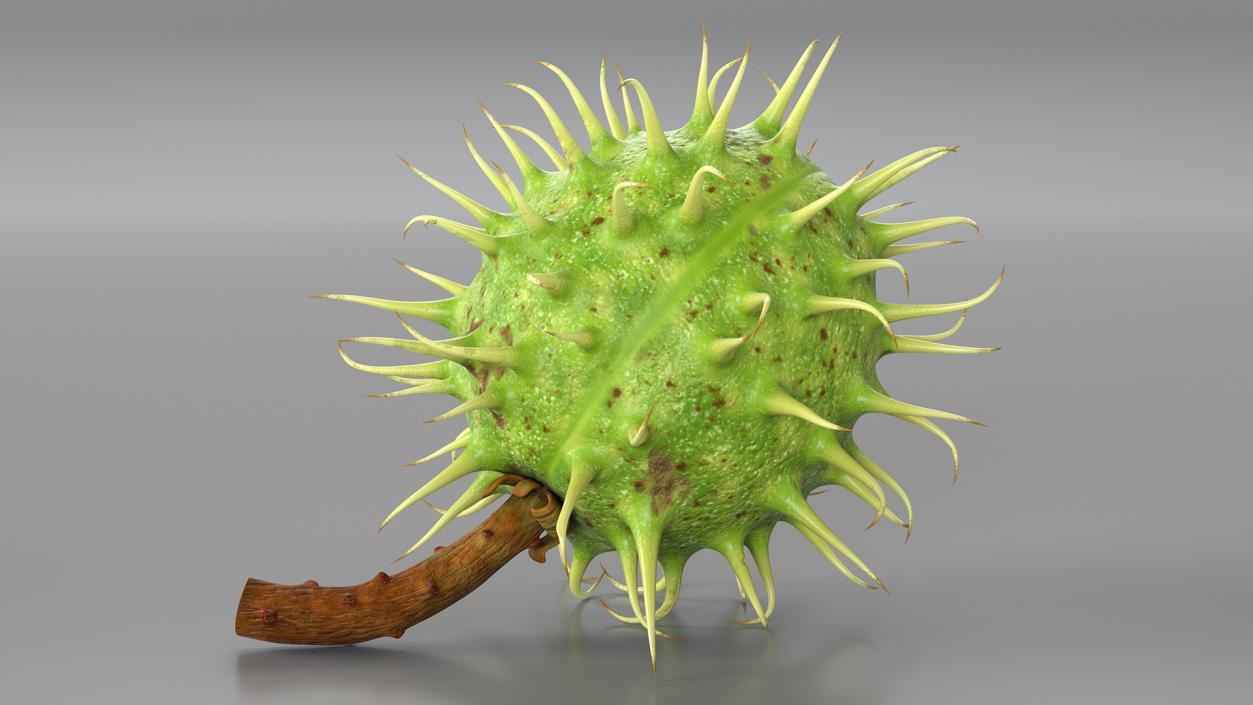 3D Ripe Chestnut model