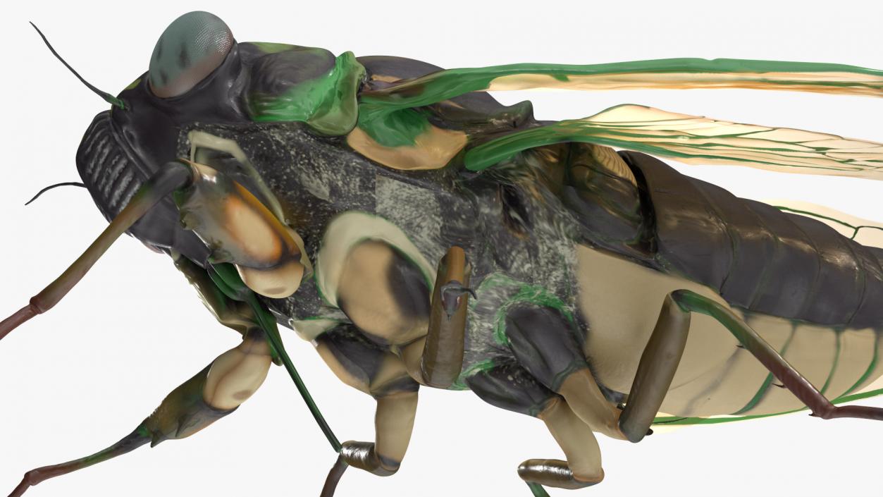 3D Cicada Pose Calm