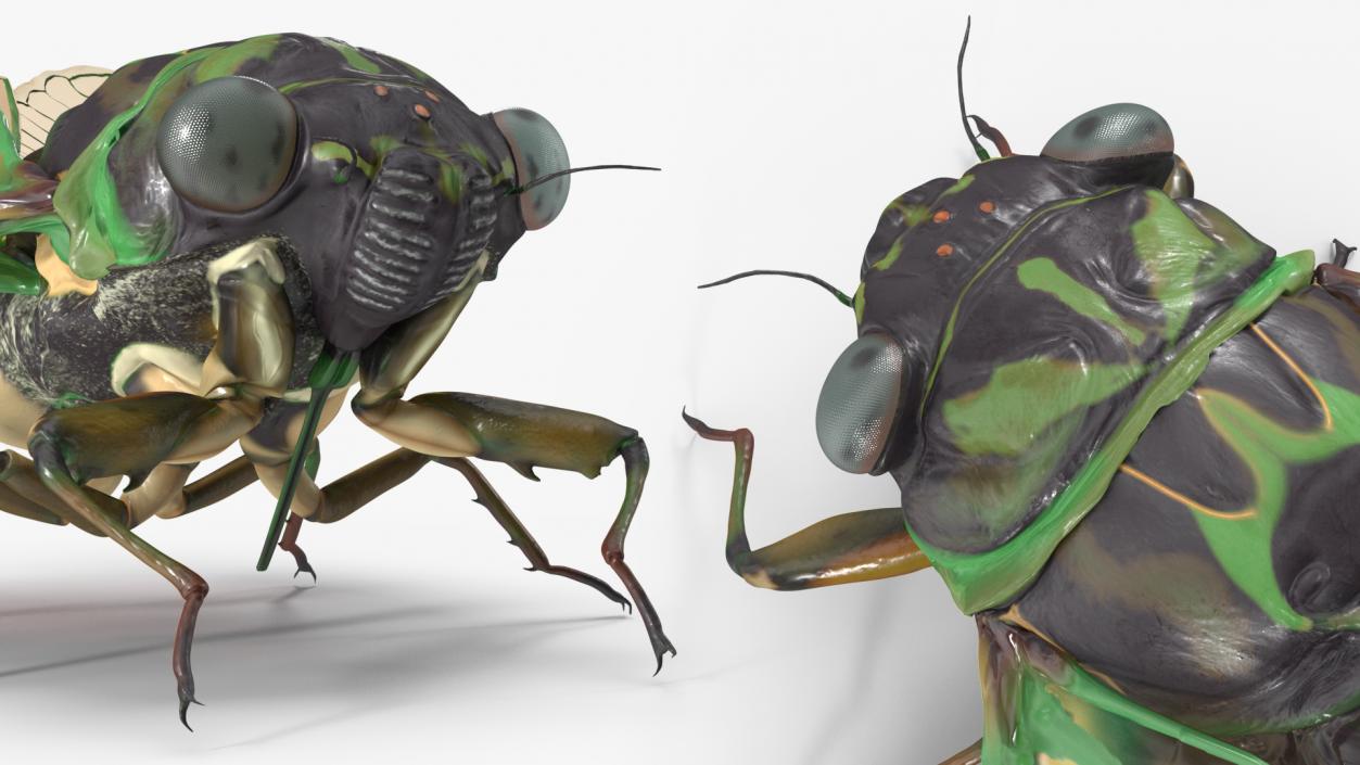 3D Cicada Pose Calm