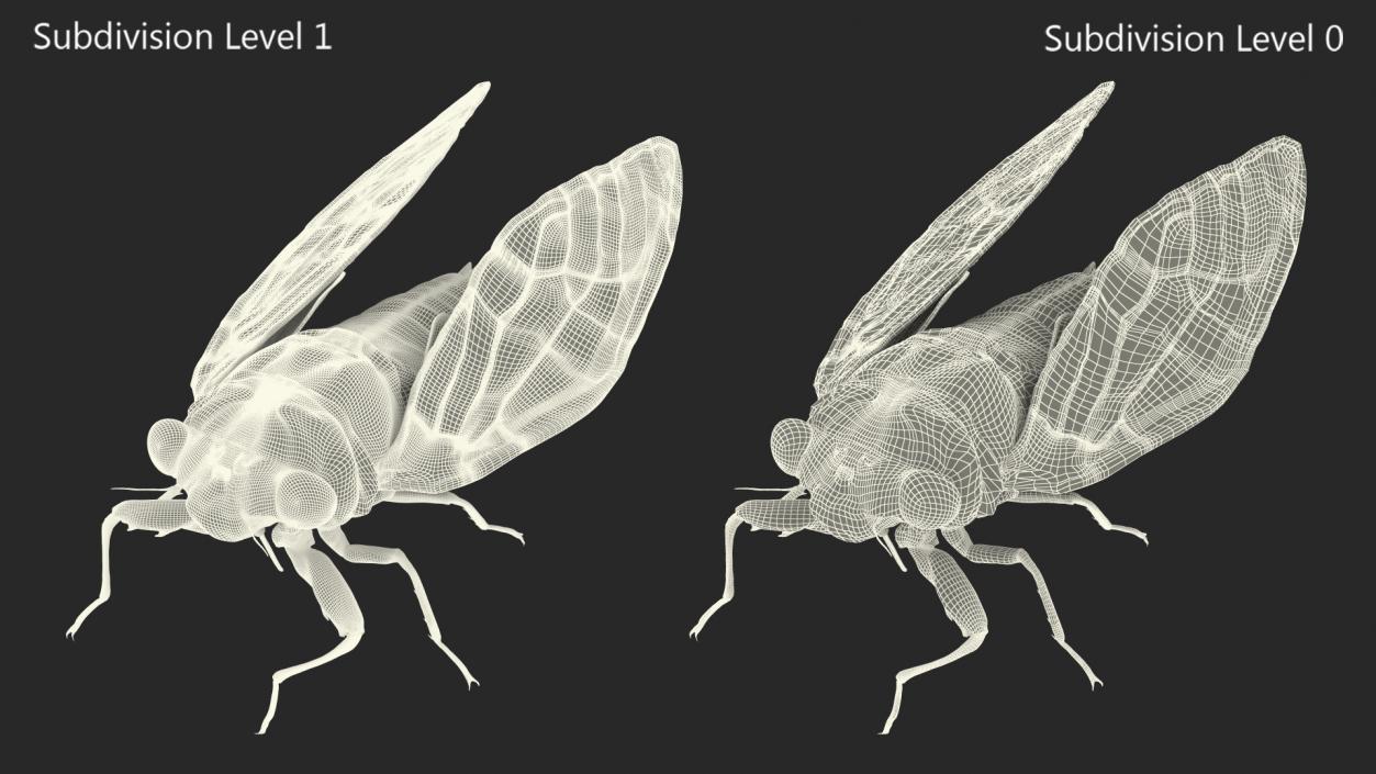 3D Cicada Pose Calm