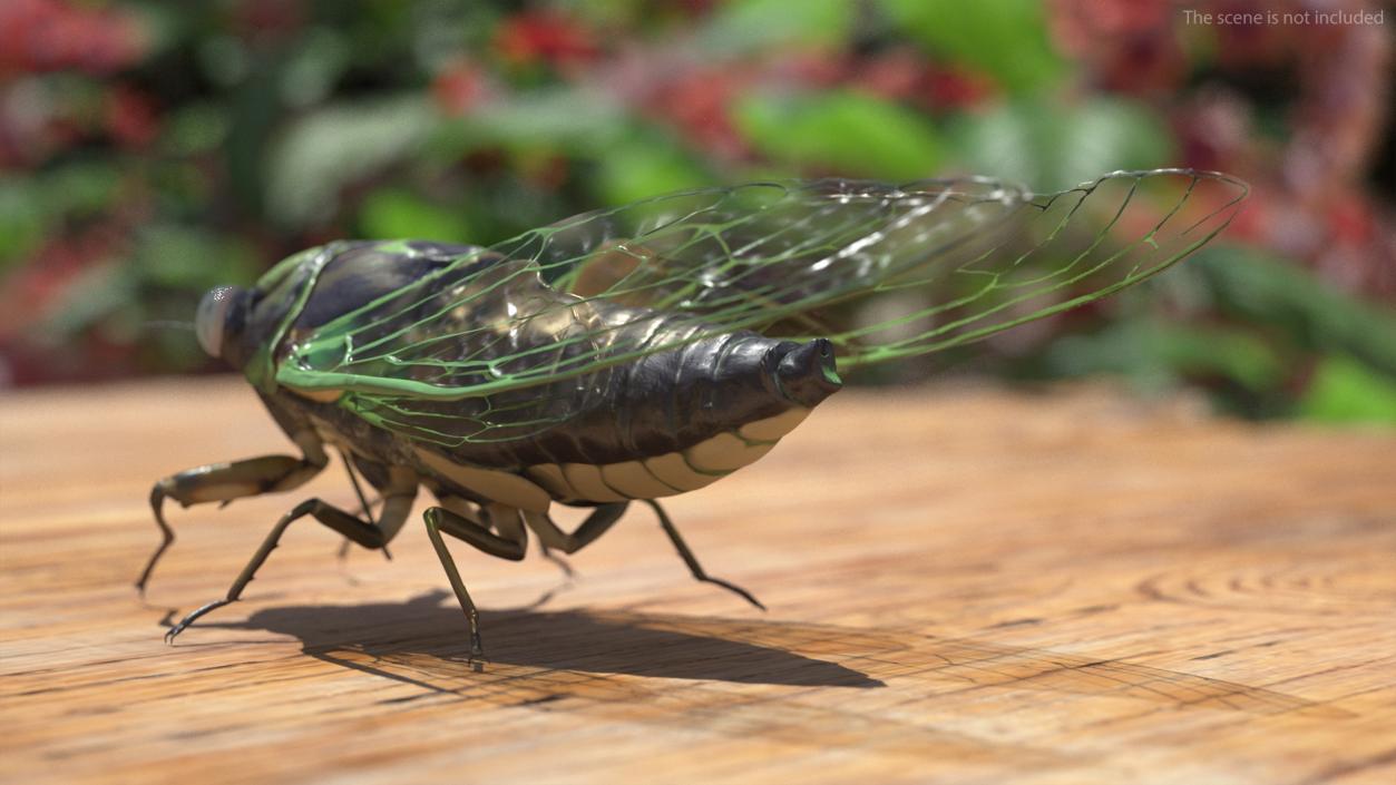 3D Cicada Pose Calm