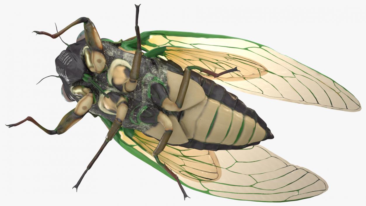 3D Cicada Pose Calm