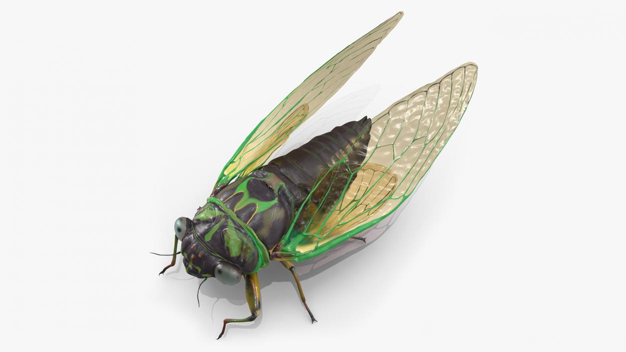 3D Cicada Pose Calm