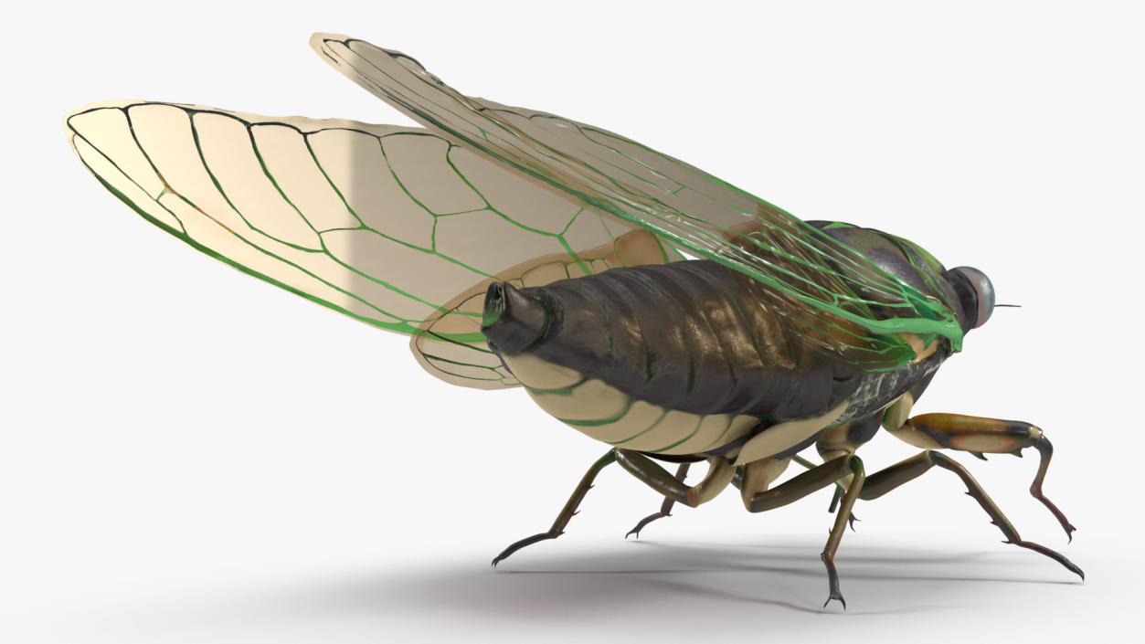 3D Cicada Pose Calm