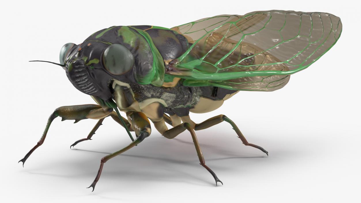 3D Cicada Pose Calm