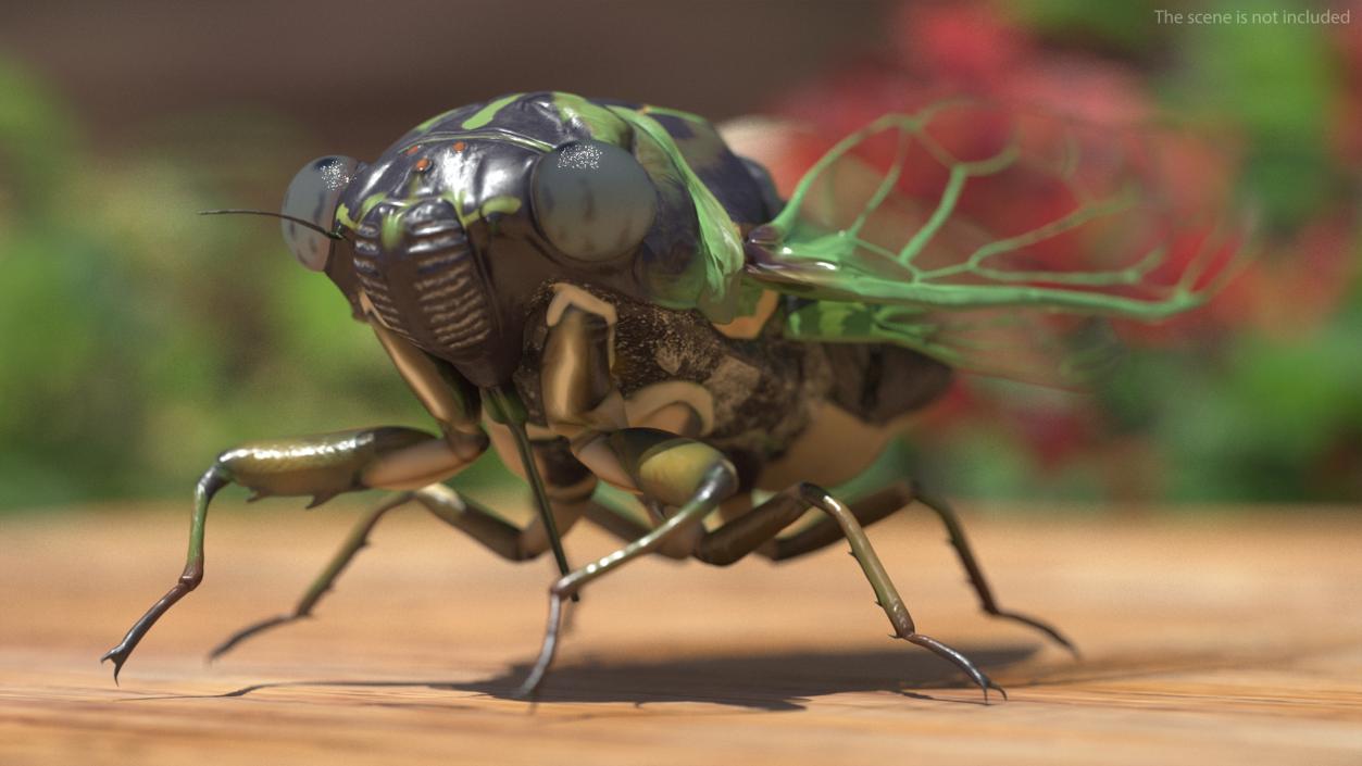 3D Cicada Pose Calm