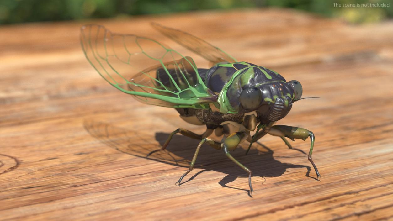 3D Cicada Pose Calm