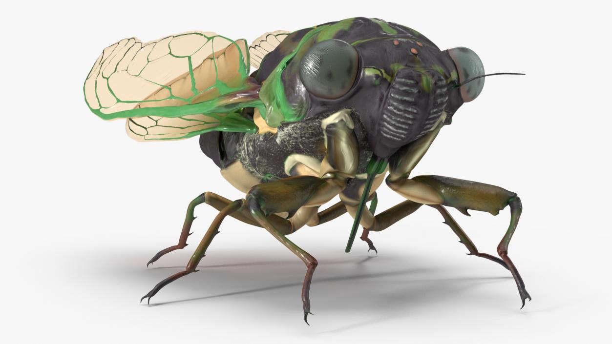 3D Cicada Pose Calm