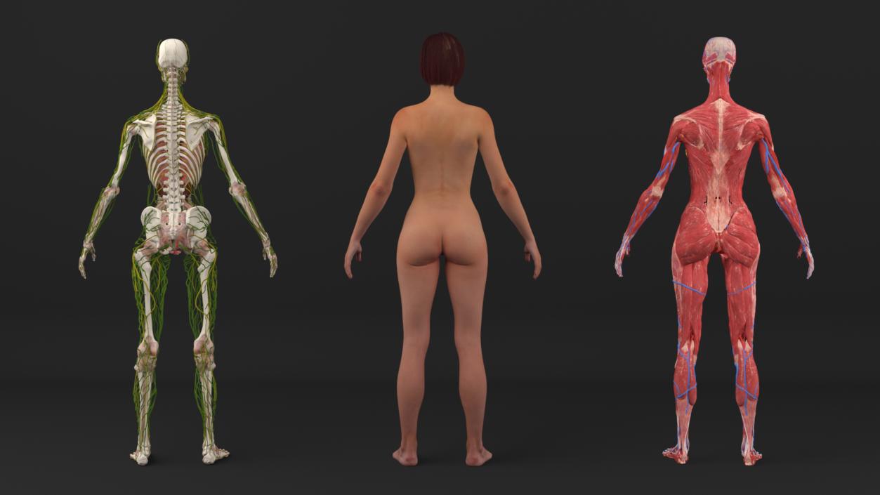 Realistic Female Full Anatomy 3D model