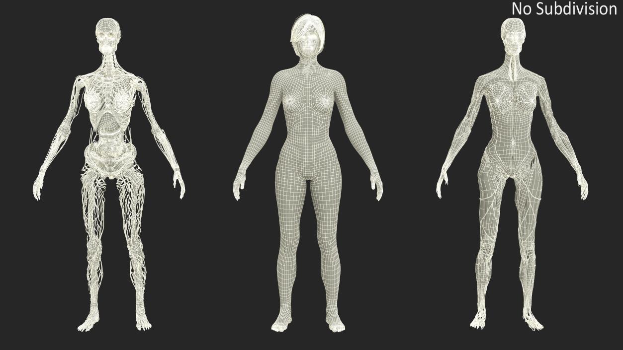 Realistic Female Full Anatomy 3D model