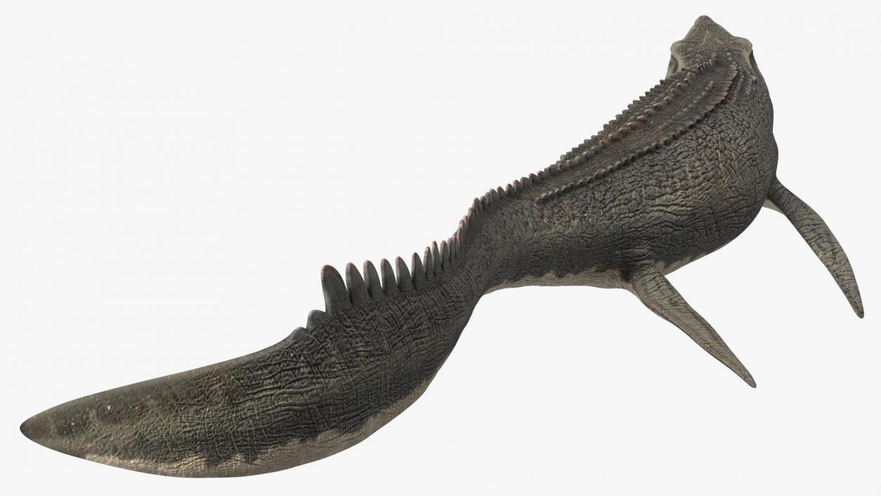 Mosasaurus Swimming 3D model