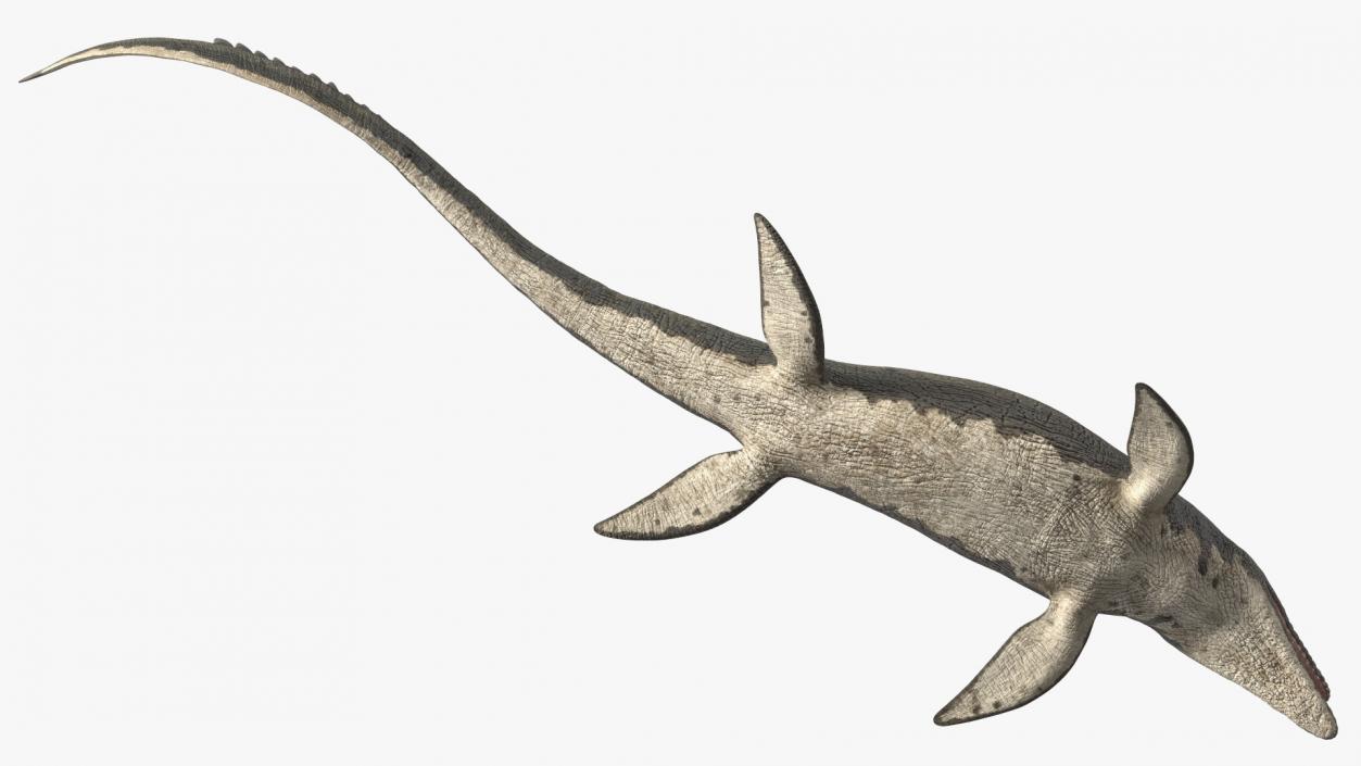 Mosasaurus Swimming 3D model