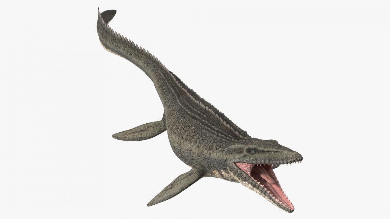 Mosasaurus Swimming 3D model