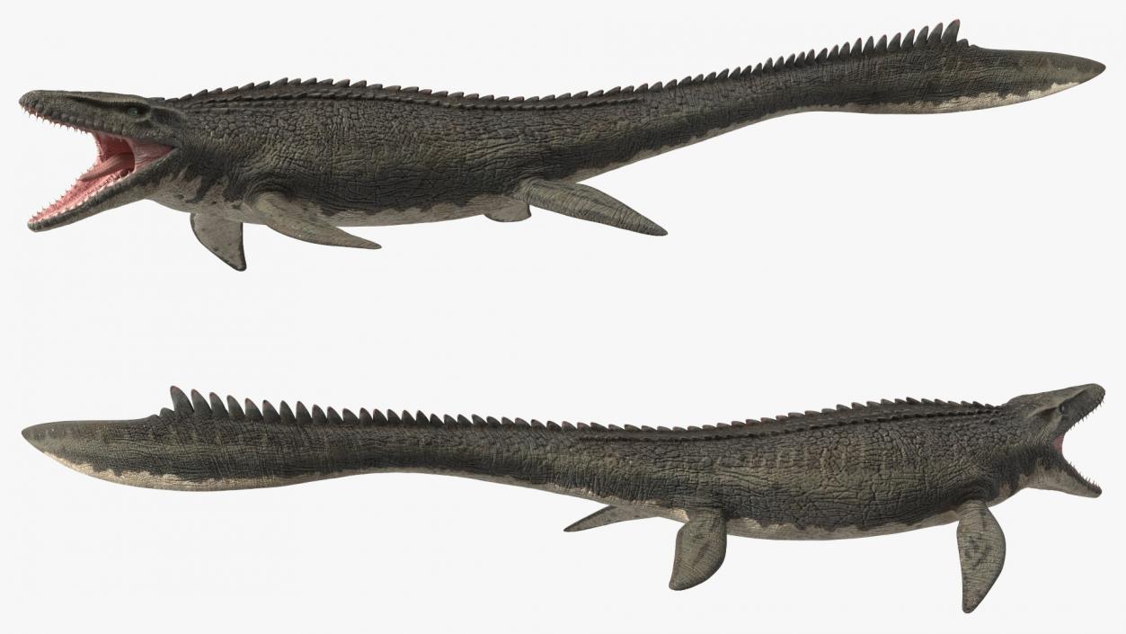 Mosasaurus Swimming 3D model