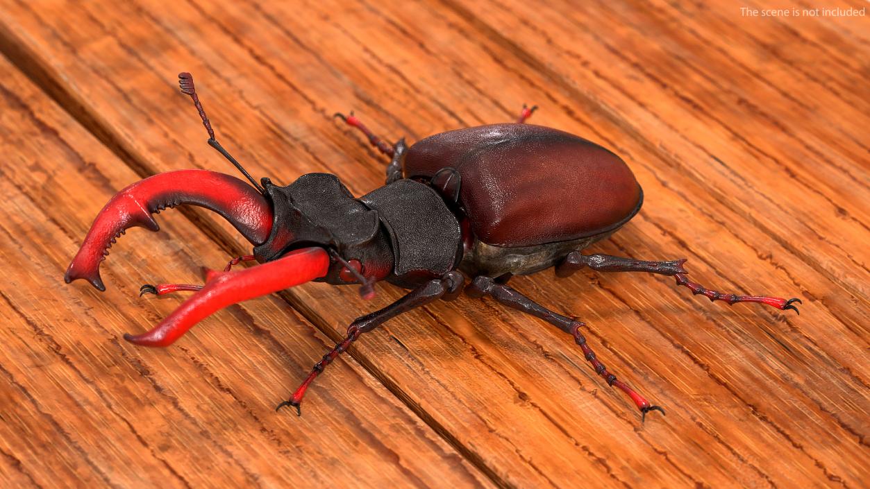 Lucanus Cervus Stag Beetle Walking Pose 3D model