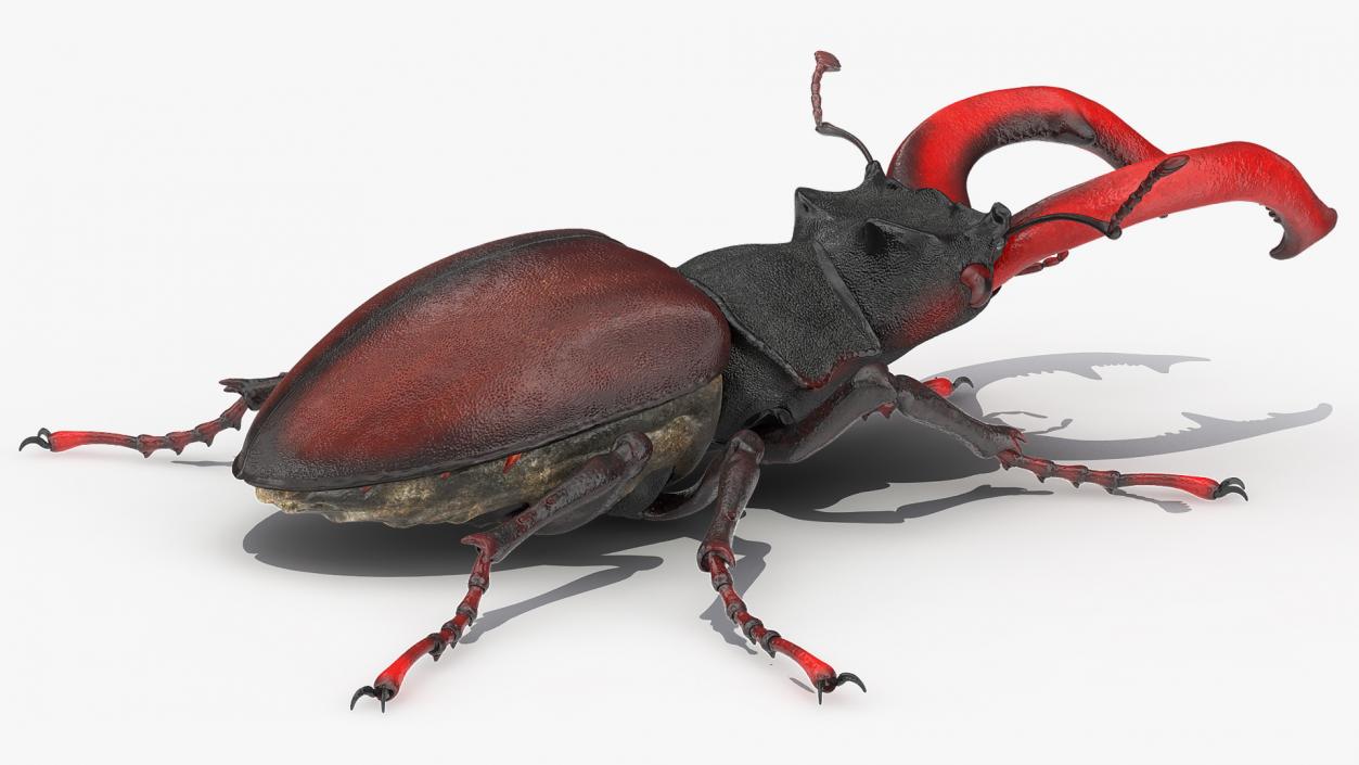 Lucanus Cervus Stag Beetle Walking Pose 3D model