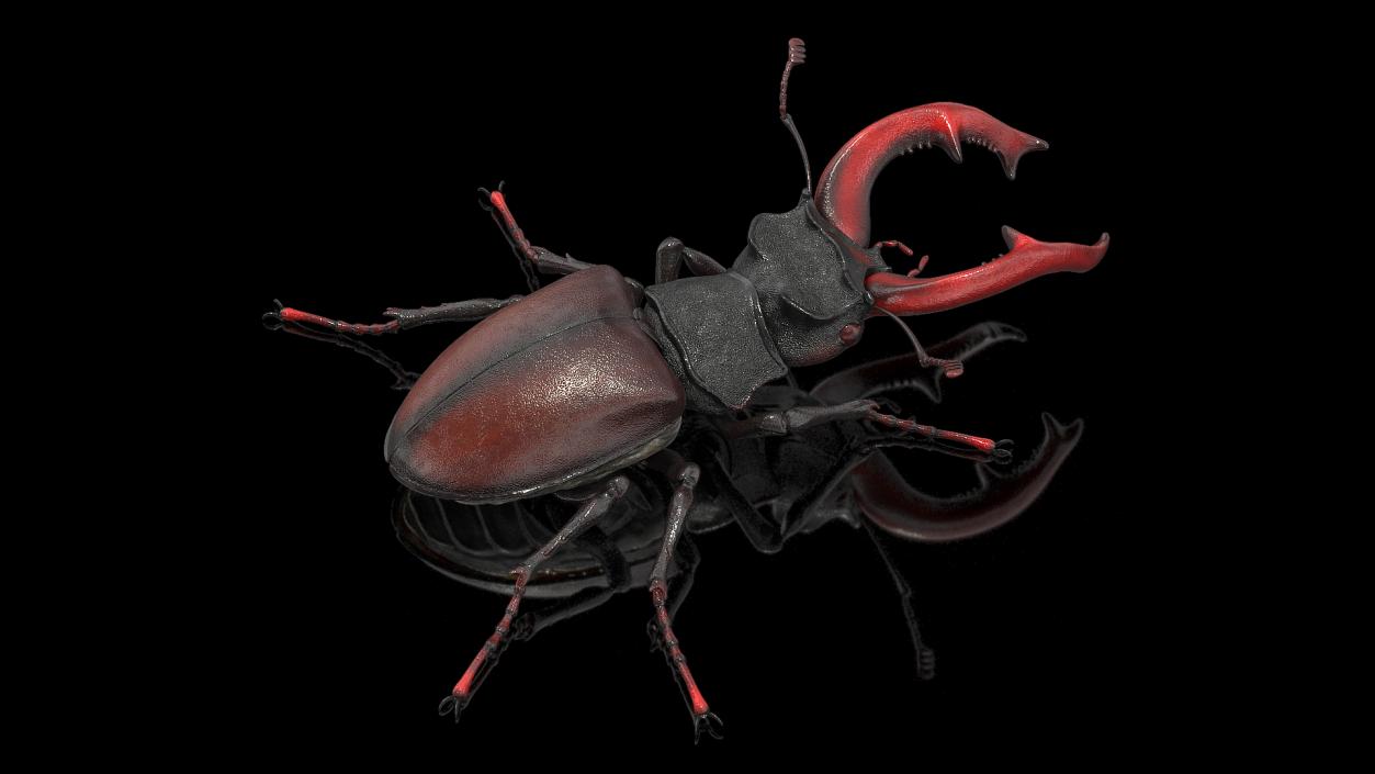 Lucanus Cervus Stag Beetle Walking Pose 3D model