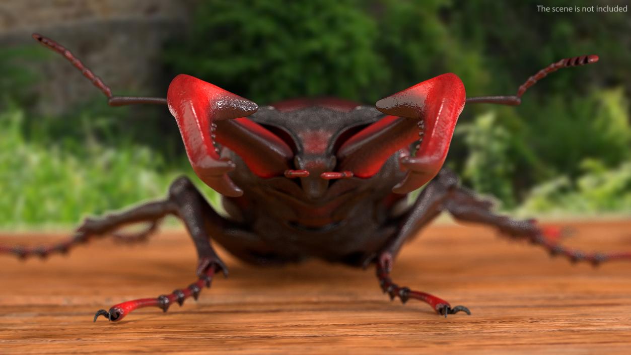 Lucanus Cervus Stag Beetle Walking Pose 3D model