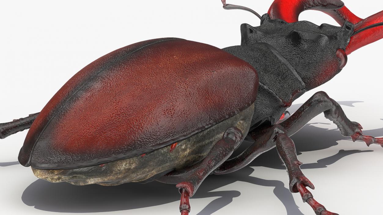 Lucanus Cervus Stag Beetle Walking Pose 3D model