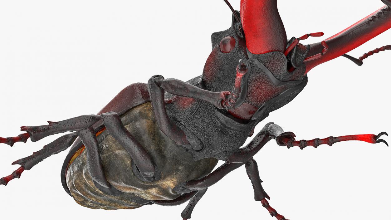 Lucanus Cervus Stag Beetle Walking Pose 3D model