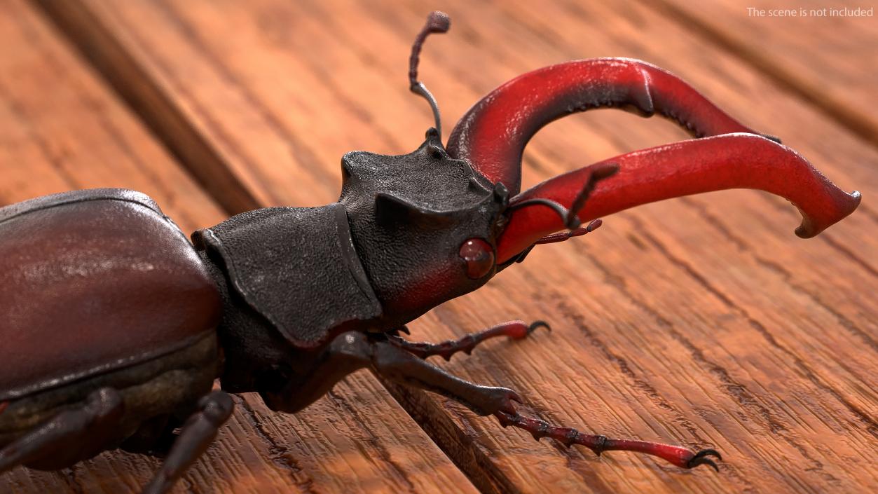 Lucanus Cervus Stag Beetle Walking Pose 3D model