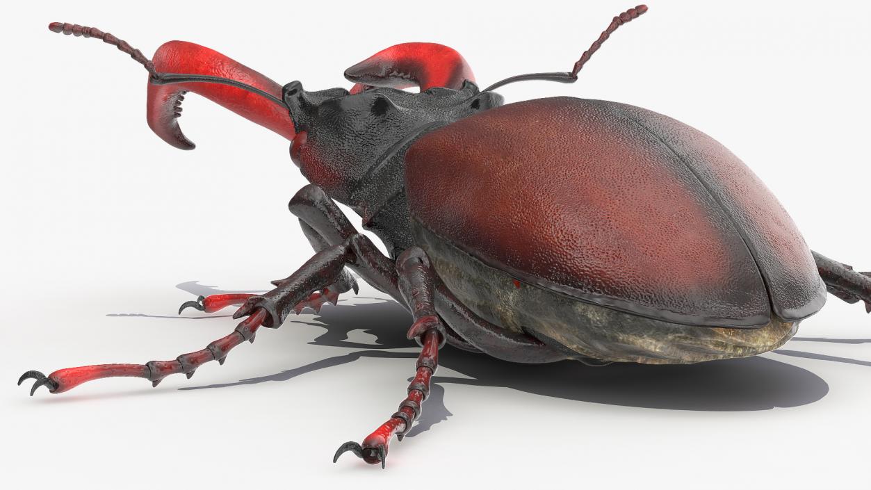 Lucanus Cervus Stag Beetle Walking Pose 3D model