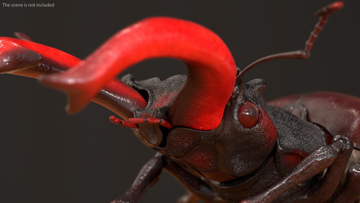 Lucanus Cervus Stag Beetle Walking Pose 3D model