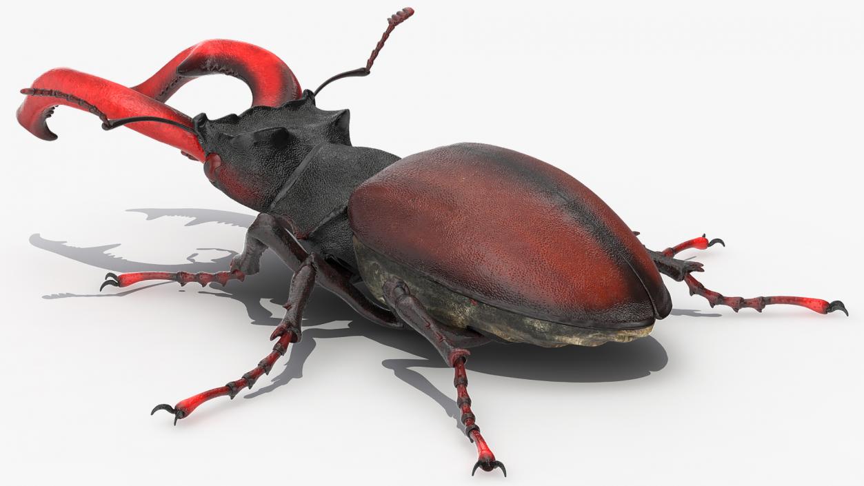 Lucanus Cervus Stag Beetle Walking Pose 3D model