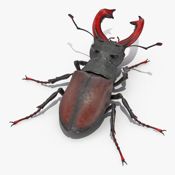 Lucanus Cervus Stag Beetle Walking Pose 3D model