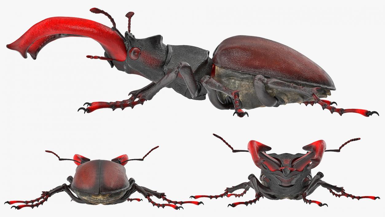 Lucanus Cervus Stag Beetle Walking Pose 3D model