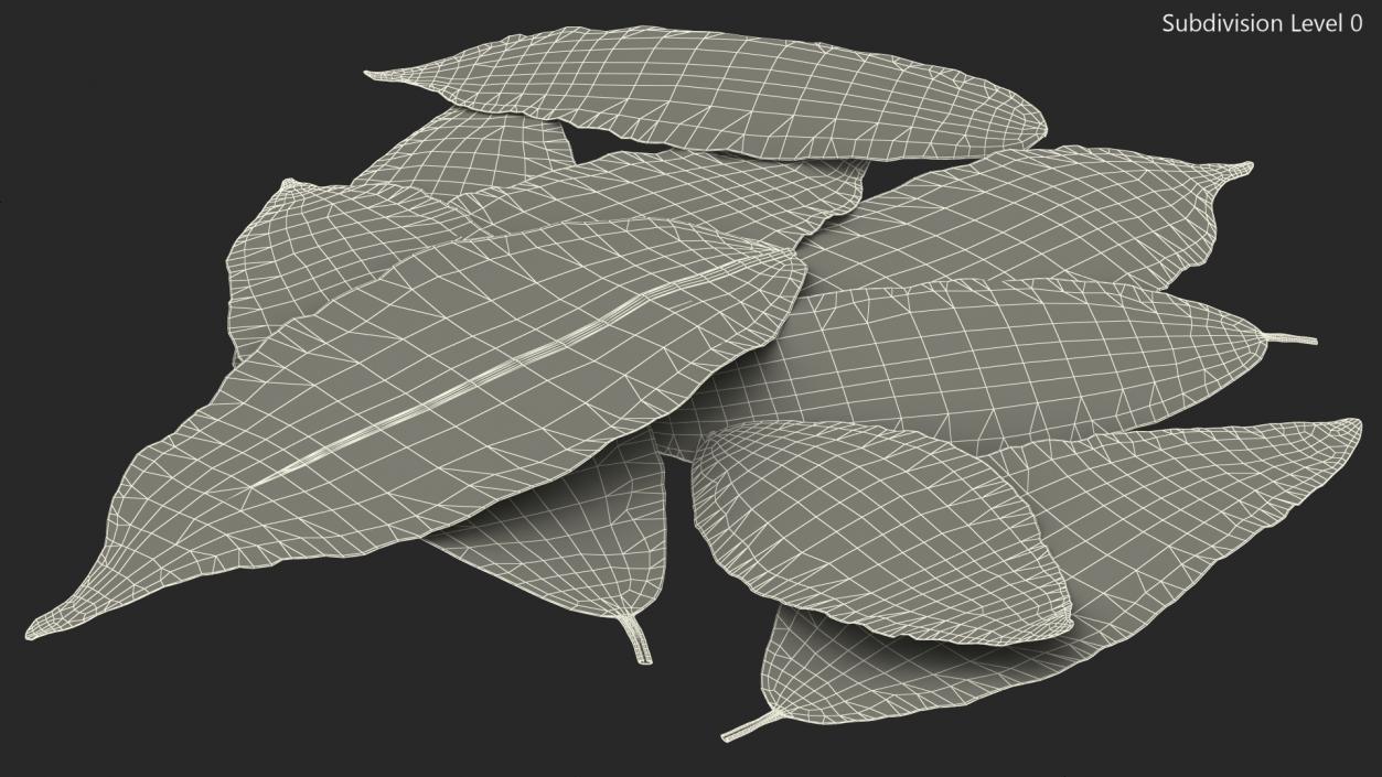 Dry Laurel Leaves 3D