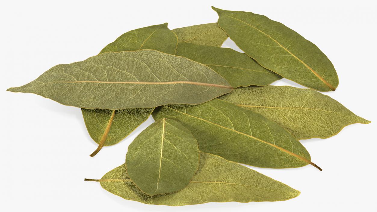 Dry Laurel Leaves 3D