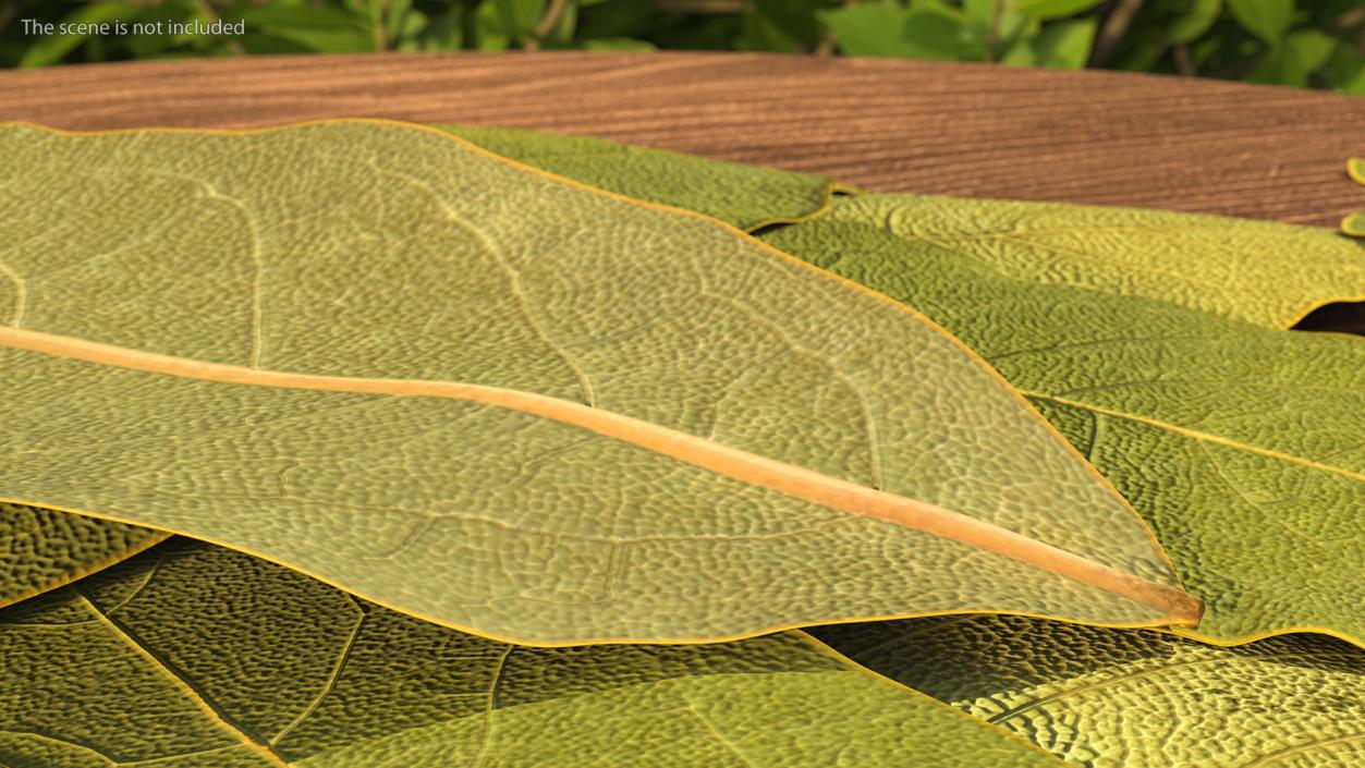 Dry Laurel Leaves 3D