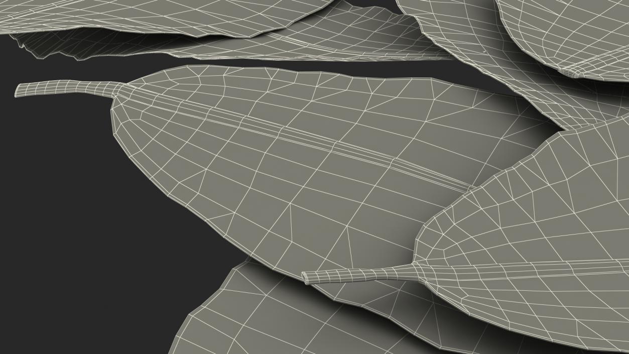 Dry Laurel Leaves 3D