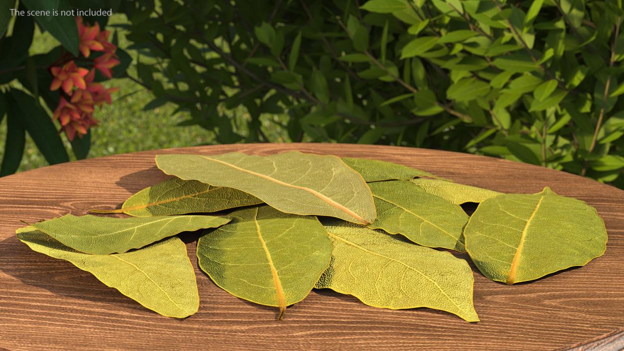 Dry Laurel Leaves 3D