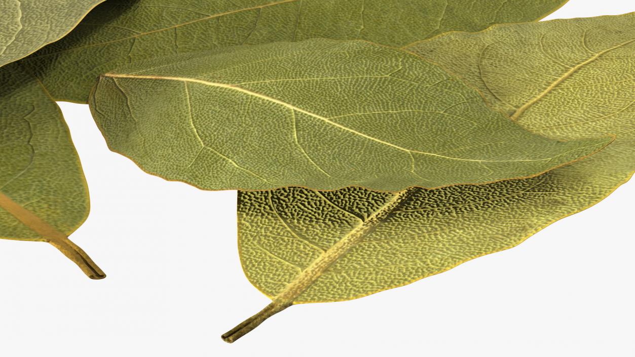 Dry Laurel Leaves 3D