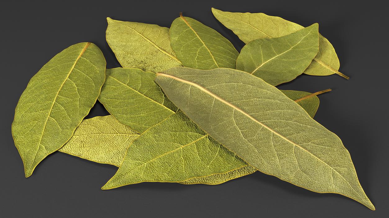 Dry Laurel Leaves 3D