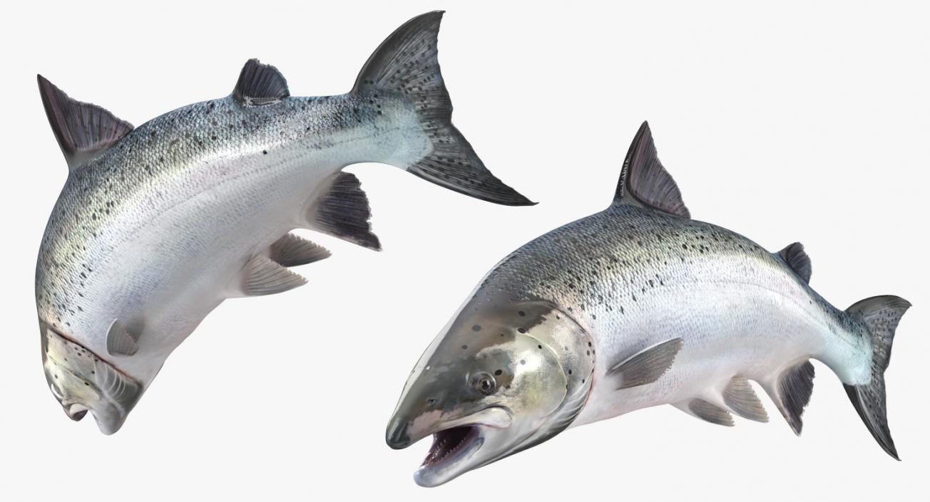 3D Atlantic Salmon Fish Attacks model