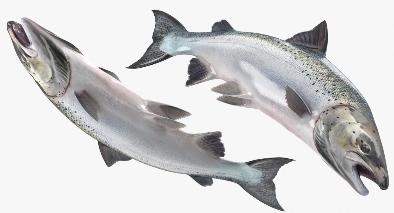 3D Atlantic Salmon Fish Attacks model