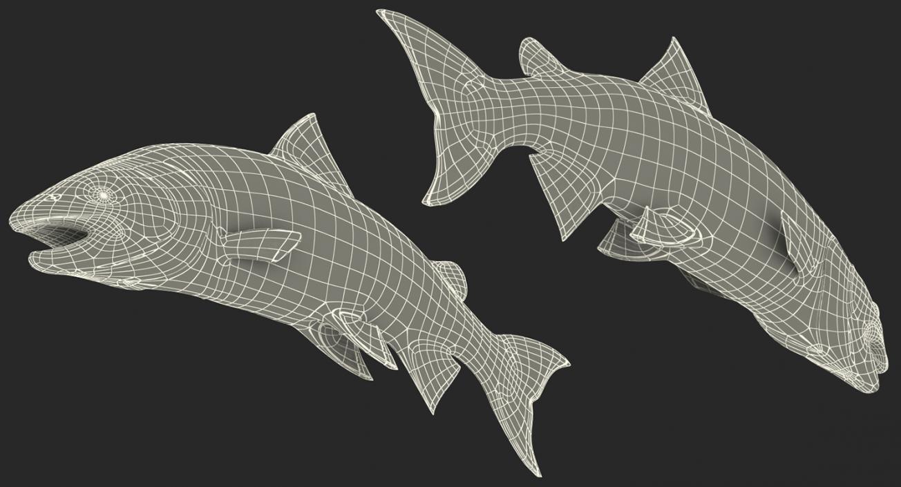 3D Atlantic Salmon Fish Attacks model